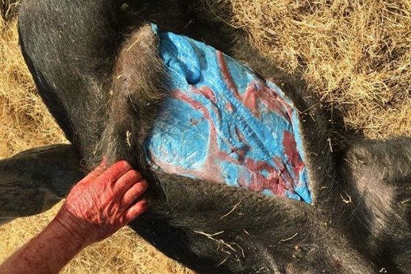 Misterioso cerdo de carne azul sorprende a cazadores e internautas