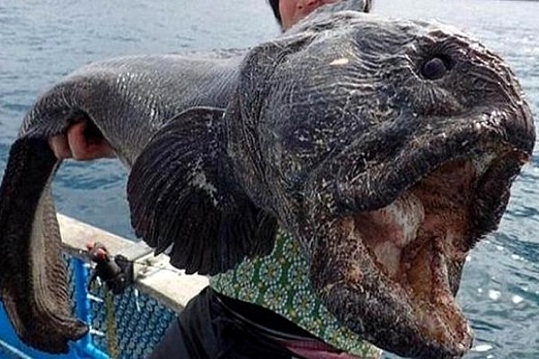 Pescador halla espeluznante pez mutante en Fukushima