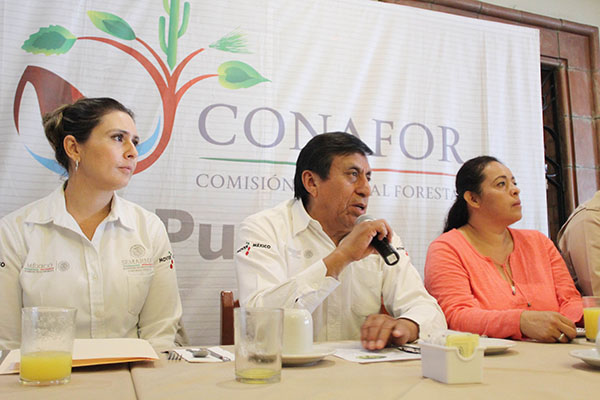 OPAN venderá más de 15,000 árboles de Navidad en Puebla