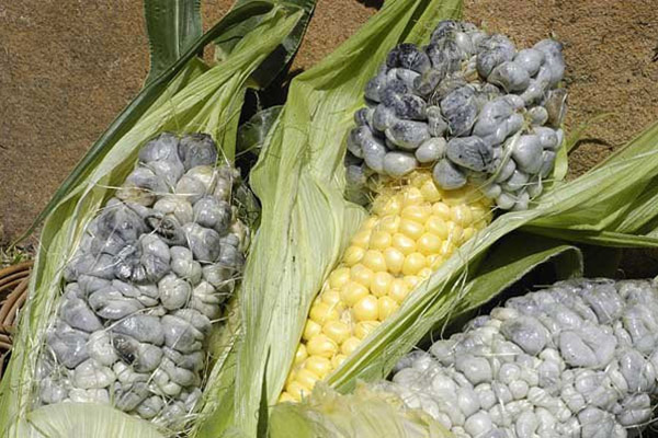 Está en riesgo la producción de huitlacoche, alertan
