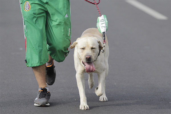 Perros, los mejores amigos del… corazón