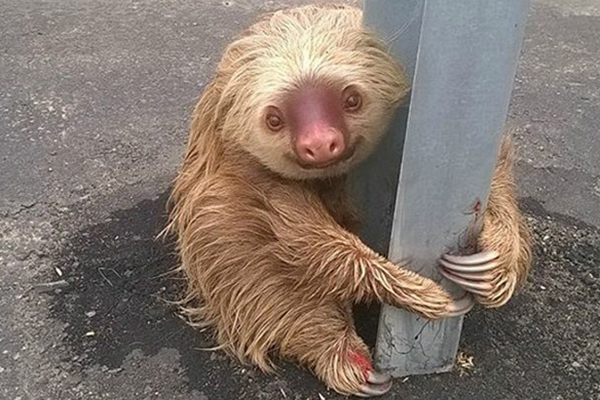 Dan la vuelta al mundo imágenes de un perezoso en Ecuador