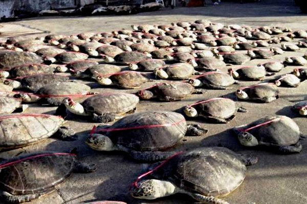 Decomisan más de 2,000 tortugas introducidas de contrabando en Sanghai