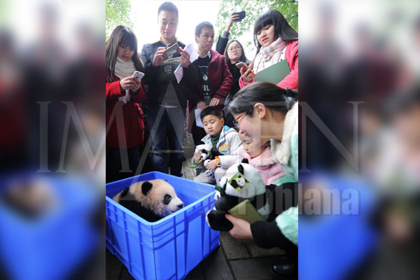 Cómics de Tintín inspiran nombre de cachorro de panda gigante