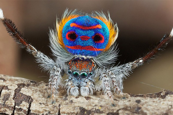 Sorprendente ritual de apareamiento de la araña pavo real
