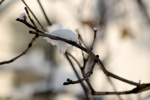 Área continental de EU registra invierno más cálido en 122 años: NOAA