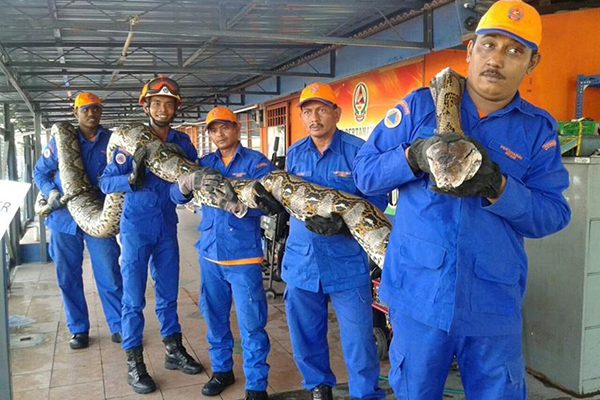 Hallan serpiente gigante de 250 kilos y 7,5 metros de largo