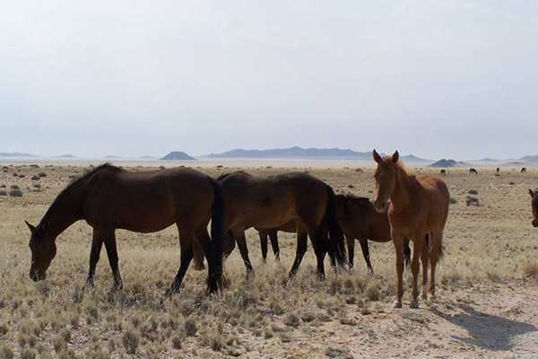 Sequía causa muerte de 100 caballos cimarrones en Namibia, 160 están en riesgo
