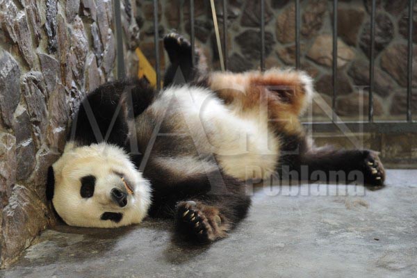 Muere panda salvaje herido en China a pesar de tratamiento médico