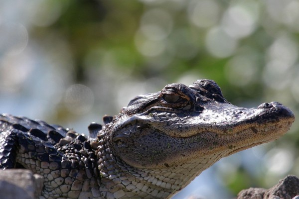 Caimán que daban por muerto muerde a hombre y huye en Florida