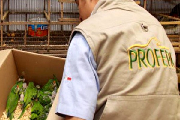Profepa decomisa cuatro ejemplares de guacamaya verde de Puebla