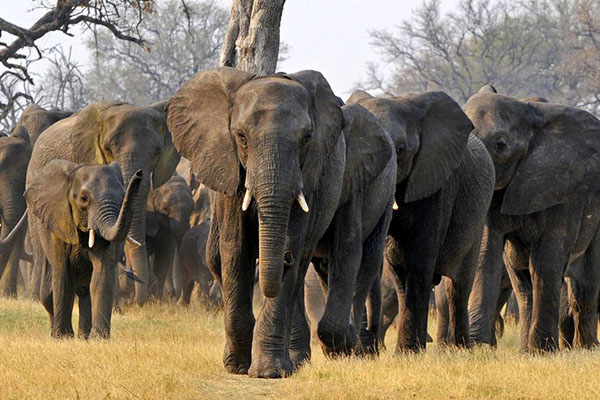 Habitante de Myanmar muere aplastado por manada de elefantes