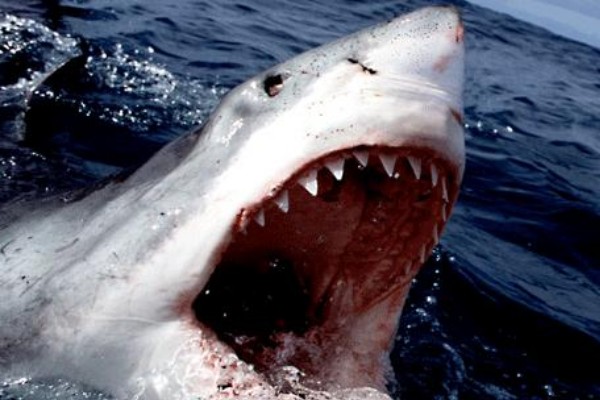 Tiburón muerde a niña de cinco años en playa de Texas