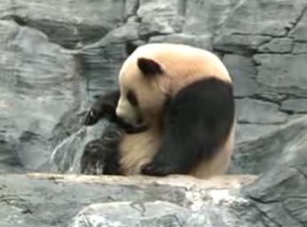 En verano los pandas sufren el calor