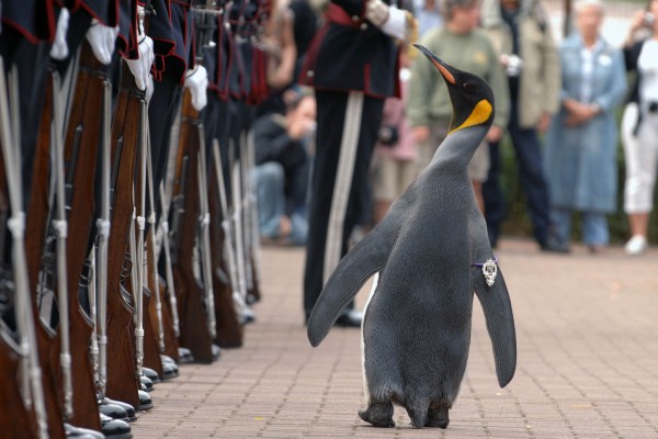 Pingüino rey de zoológico de Edimburgo pasa revista a Guardia Real noruega