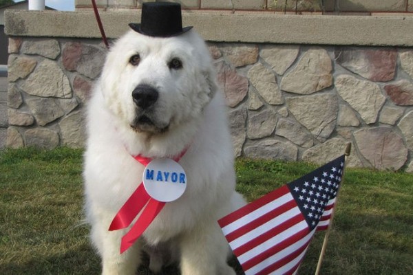 Duke, el perro electo como alcalde… ¡por tercera vez!