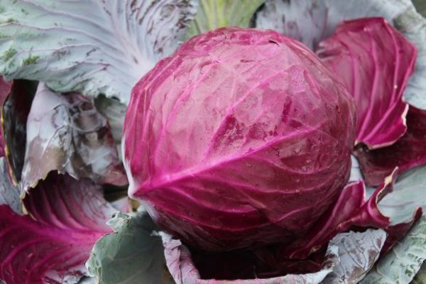 Británico cultiva la col roja más pesada del mundo