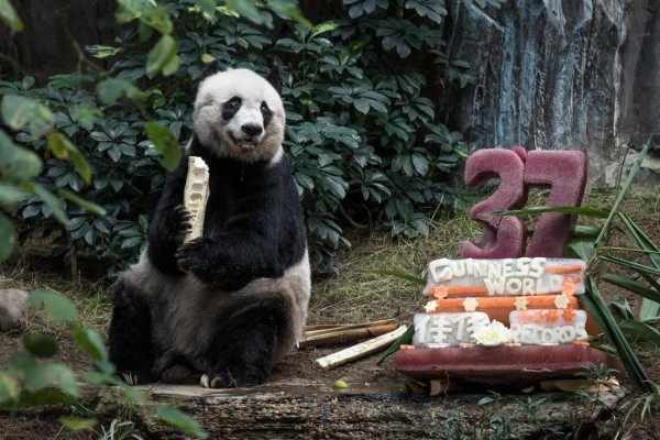 Muere Jia Jia, la panda más vieja del mundo en cautiverio