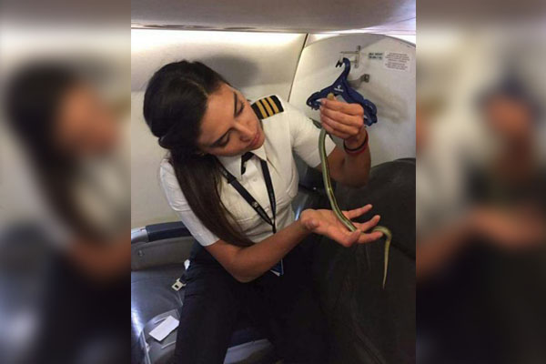 Aeroméxico aún no sabe cómo una víbora “abordó” su avión