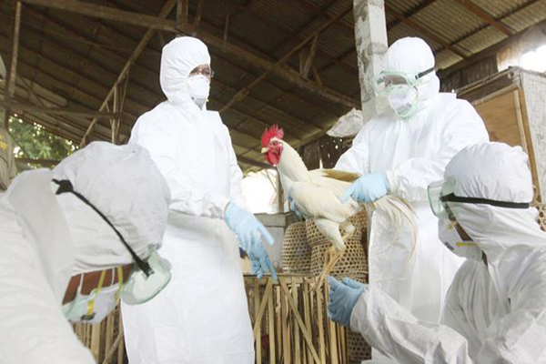 Transmisión de H5N8 a humanos es poco probable pero no se descarta: OMS