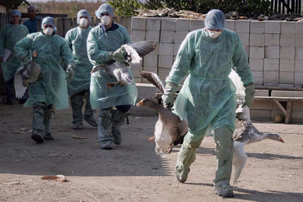 Sacrifican a 400.000 aves de corral por gripe aviar en Hungría