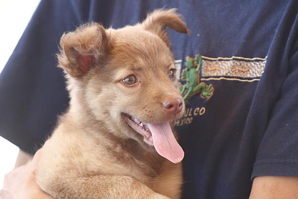 Propone Natale la creación de un hospital público veterinario