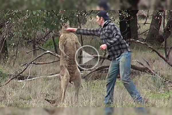 Para salvar a su perro, hombre enfrenta a canguro ¡a los puños!