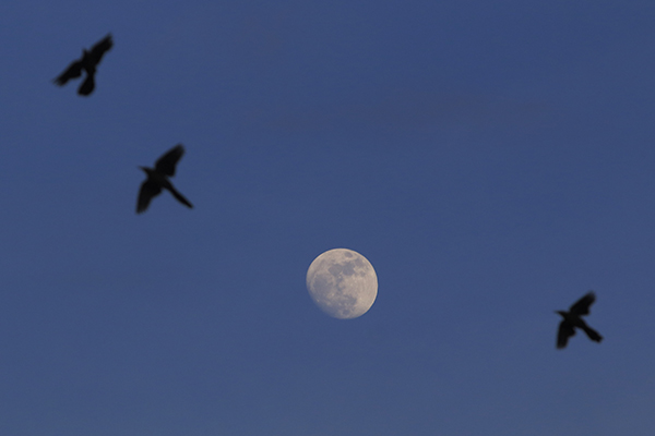 Esta noche se podrá ver por última vez en el año la superluna