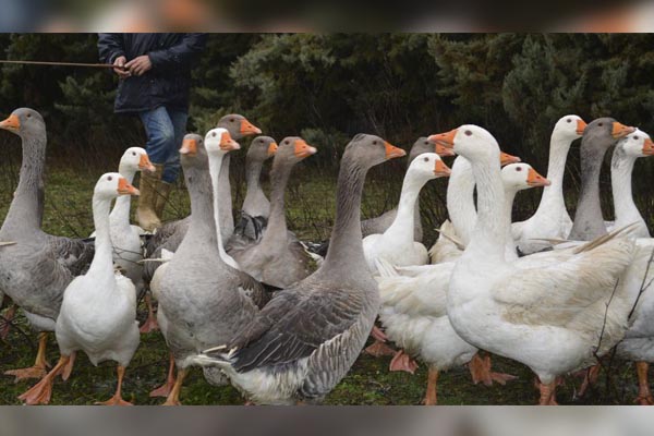 Francia sacrifica un millón de aves para luchar contra epidemia