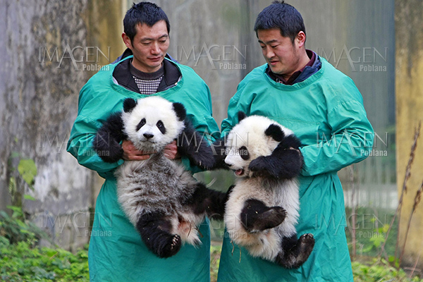 Crías de panda gemelas hacen debut en zoológico de China