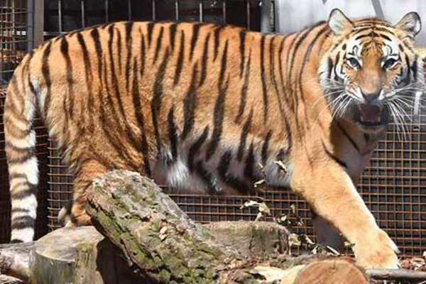 Hombre muere tras ataque de tigre en un zoológico de China