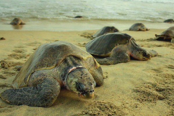 Más de 850,000 tortugas golfinas arriban a México en la última temporada