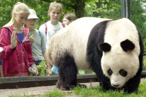 Panda gigante Bao Bao dejará zoológico de Washington para llegar a China