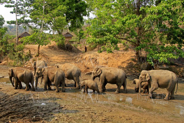Ataque de elefante deja un desaparecido