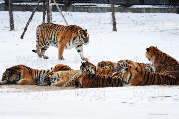 Ponen a correr a tigres siberianos para que no engorden