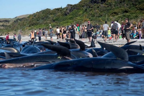 Más de cien ballenas lograron ser reflotadas en Nueva Zelanda