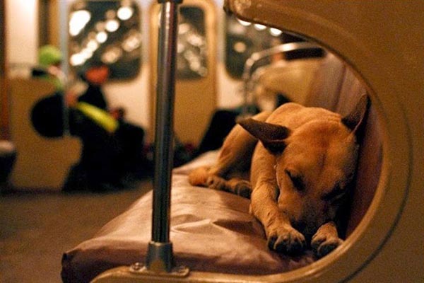 Perro atrapado en ascensor oprime botón para pedir ayuda