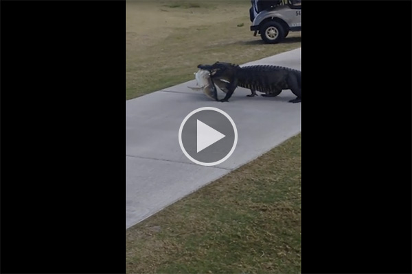 Caimán se pasea por campo de golf con su presa en el hocico