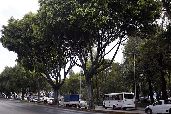 Línea tres del metrobús no derribará árboles: Gali