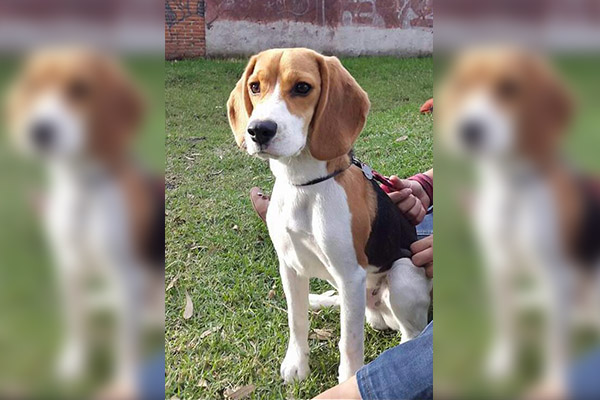 Solicitan ayuda para localizar a perrito extraviado por el Estadio Cuauhtémoc