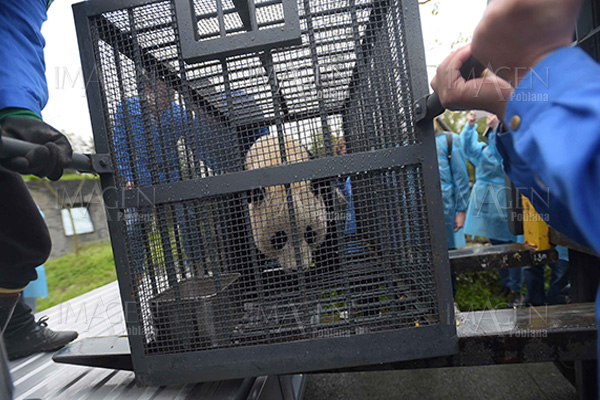 Muere oso panda liberado en la naturaleza en China