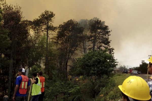 Coyotes se refugian en Zacatlán huyendo de incendios en cerros