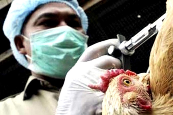 Tíbet reporta primer caso de infección humana de gripe aviar H7N9