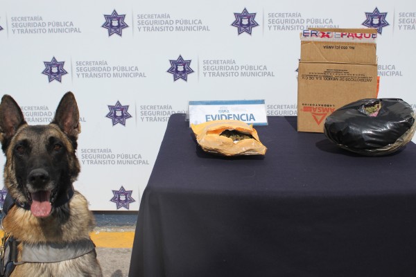 SSPTM asegura paquete de marihuana en la CAPU