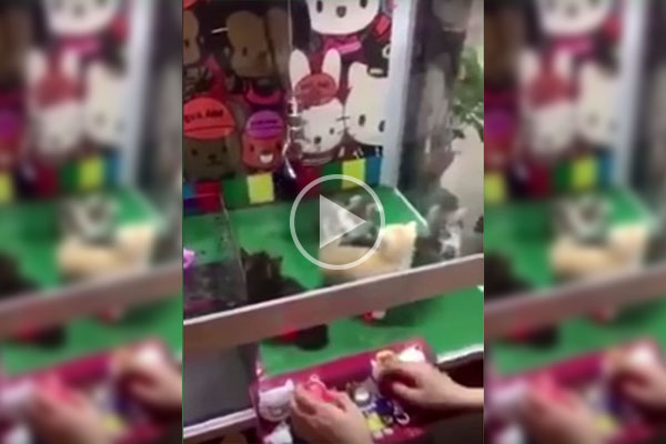 Causa indignación en China máquina para “atrapar” gatitos vivos