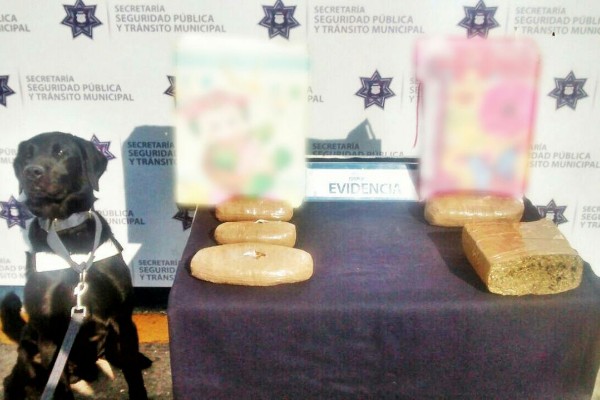 Unidad Canina detecta en la CAPU dos kilos y medio de marihuana
