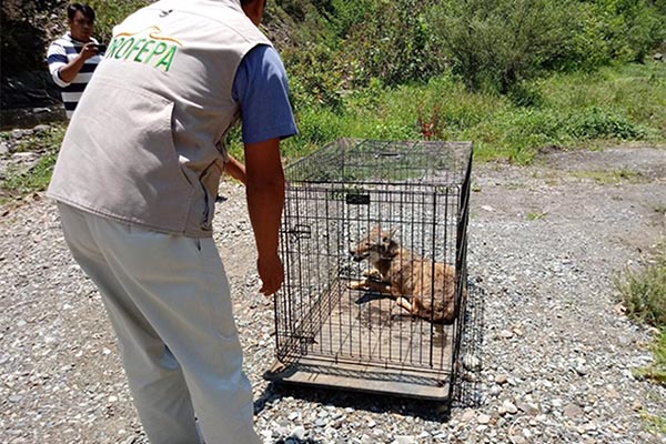 Reintegra PROFEPA a ejemplar de coyote rescatado en Zacatlán