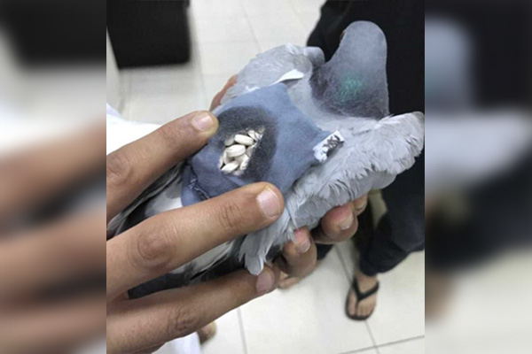 “Narcopaloma” detenida por transportar 178 pastillas psicotrópicas