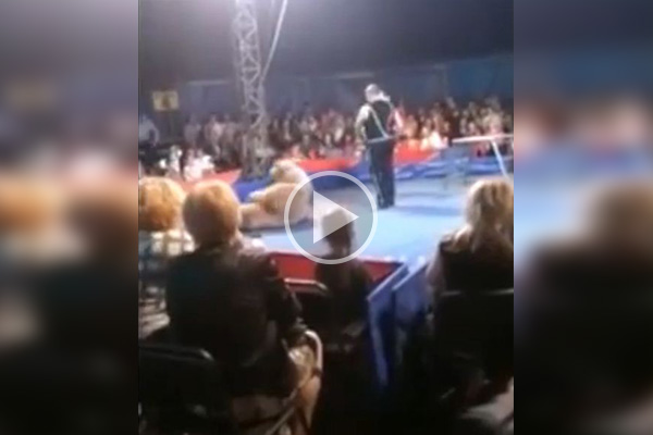Inesperado ataque de oso en plena función de circo