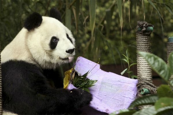 Fallece osa panda anciana en China